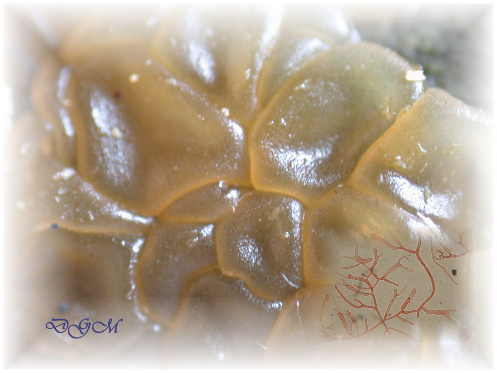 In mancanza di .... QUIZ